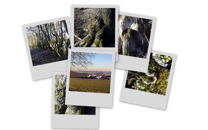 collage9.jpg