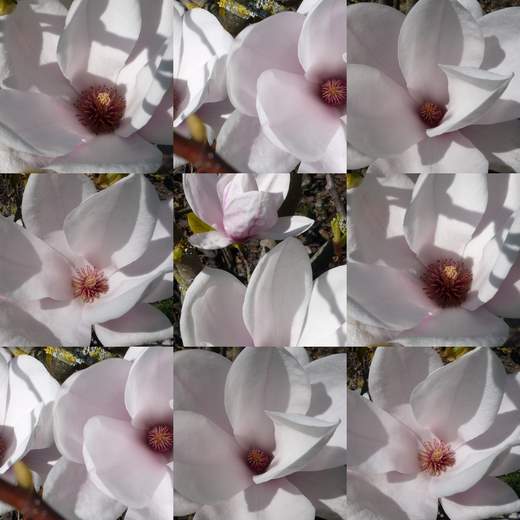 Blüten